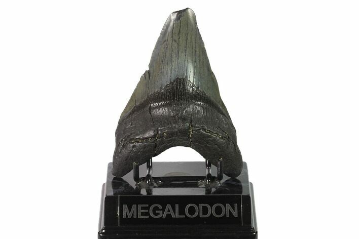Fossil Megalodon Tooth - Georgia #144348
